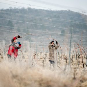 Munkások szőlőt metszenek a Csányi Pincészet szőlőültetvényén a Villányi borvidéken Kisharsány közelében 2018. február 6-án.